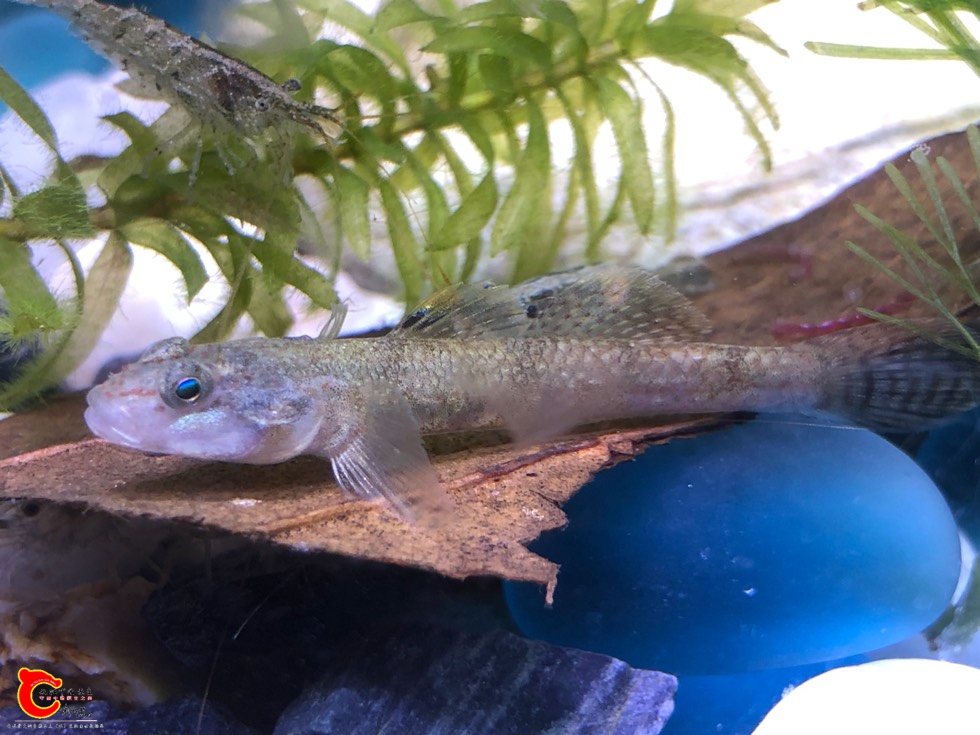 214051rnemnbid5rpridfr.jpg