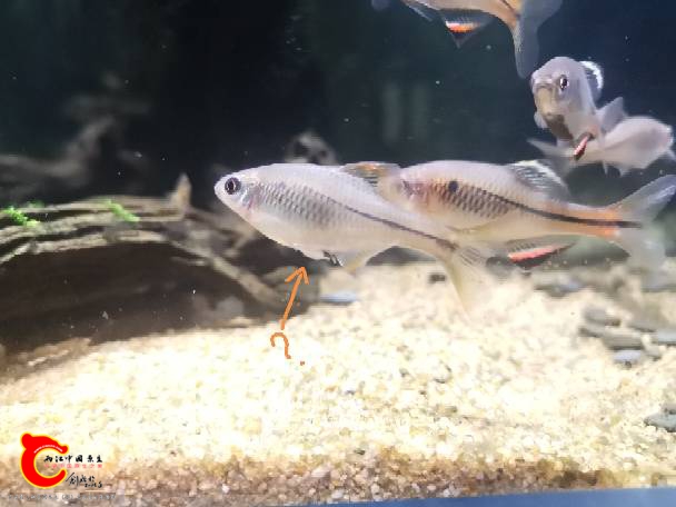 180001tbkz5dsbpvnvks8b.jpg