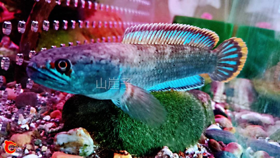 225931nmb684mgmigkbpf4.jpg