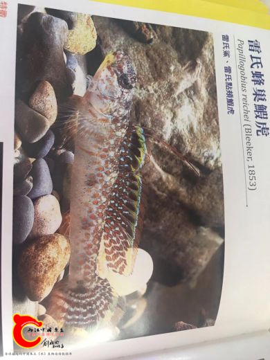 台湾种