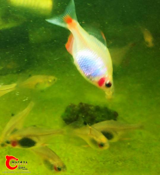 213301wrgj15nljf388bch.jpg