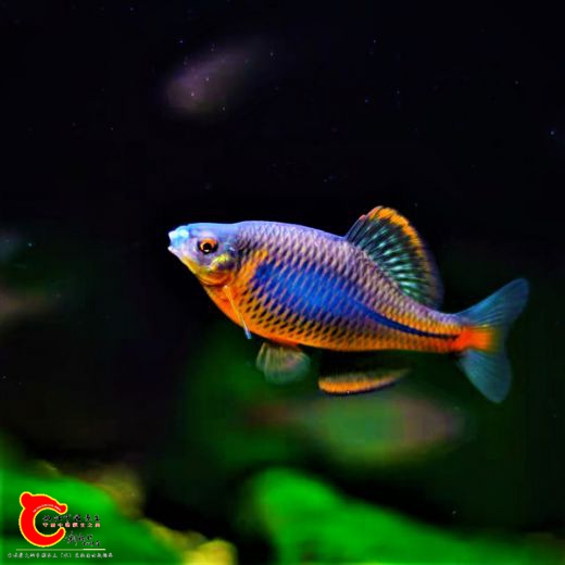蓝石台鳑鲏 (2).jpg