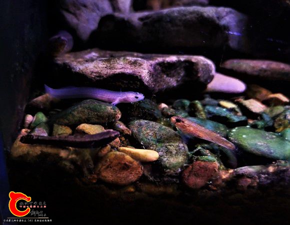 竿虾虎 (2).jpg