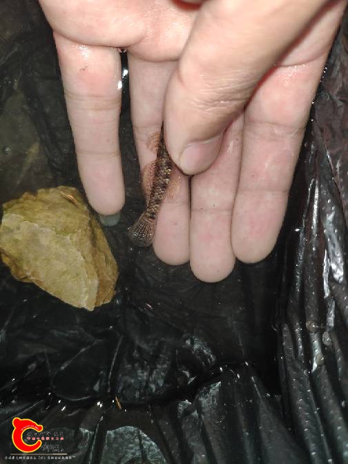 200901frm8zcttcl177rys.jpg