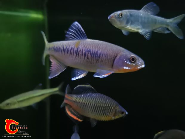 异鱲3.jpg