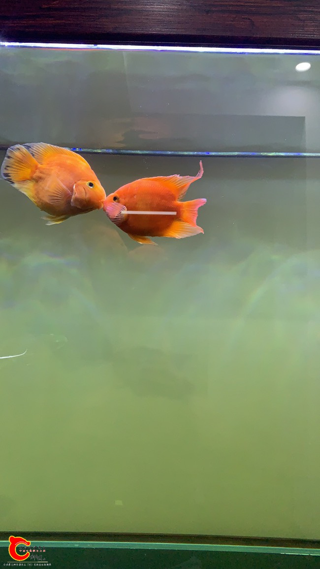 104845dgp1lktxtcet8g50.jpg