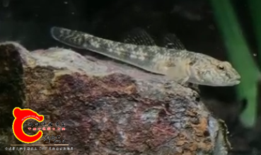 微信截图_20200504192724.png