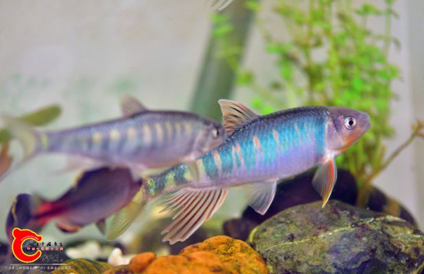 DSC_0416.JPG