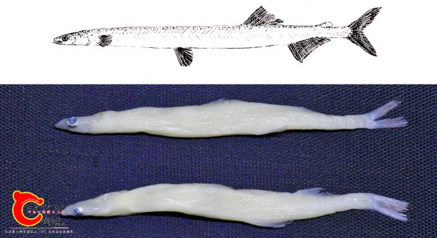 陈氏新银鱼Neosalanx tangkahkeii.jpg