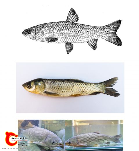 草鱼Ctenopharyngodon idella.jpg
