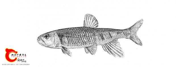 马口鱼Opsariichthys bidens.jpg