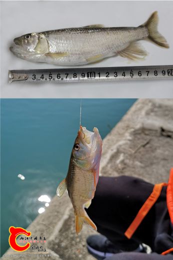 马口鱼Opsariichthys bidens（2）.jpg