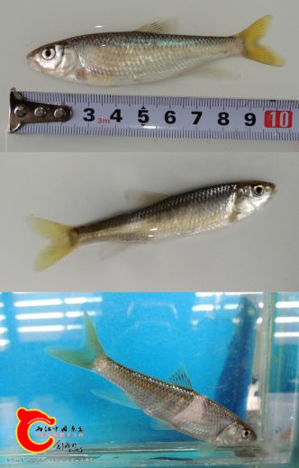 宽鳍鱲Zacco platypus（2）.jpg