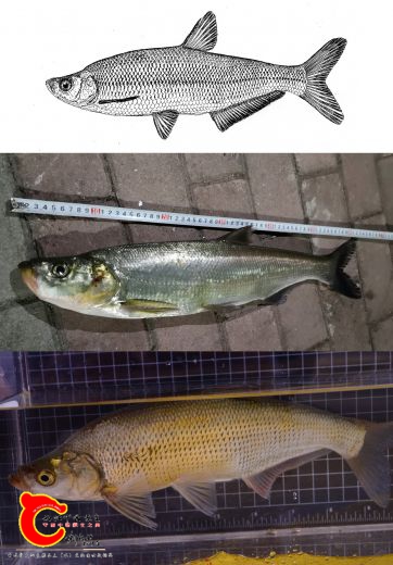 翘嘴鲌Culter alburnus.jpg