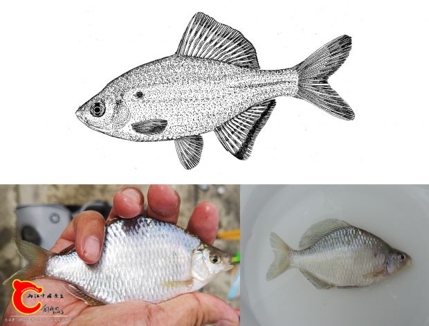 大鳍鱊 Acheilognathus macropterus.jpg