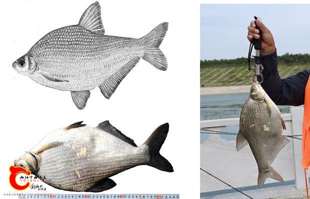 团头鲂Megalobrama amblvcephaia .jpg