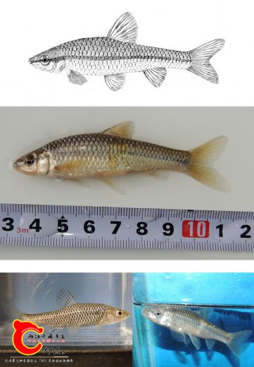 麦穗鱼Pseudorasbora parva.jpg