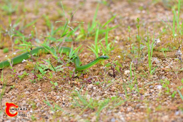 DSC_0463.JPG