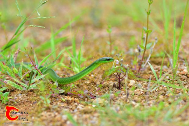 DSC_0465.JPG