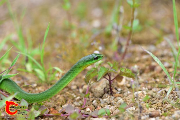 DSC_0467.JPG