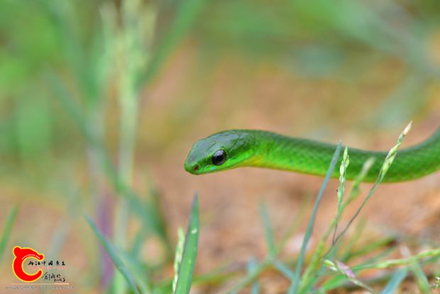DSC_0477.JPG