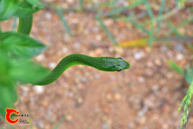 DSC_0488.JPG