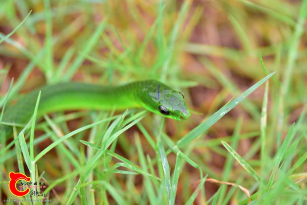 DSC_0497.JPG