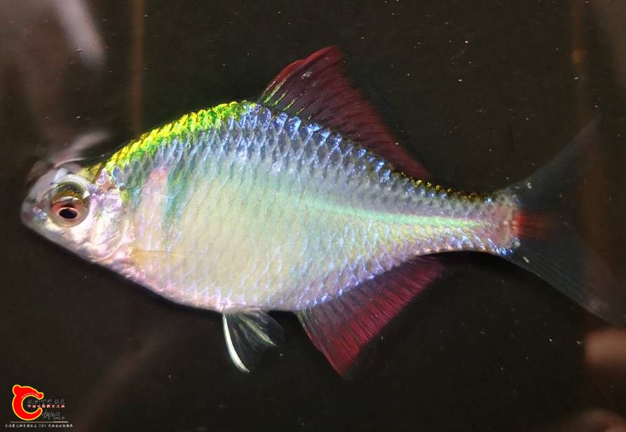 182645b5lag62aenalzea5.jpg