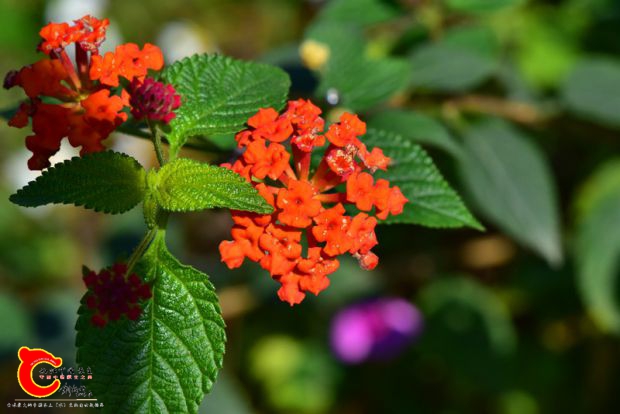 DSC_0377.JPG