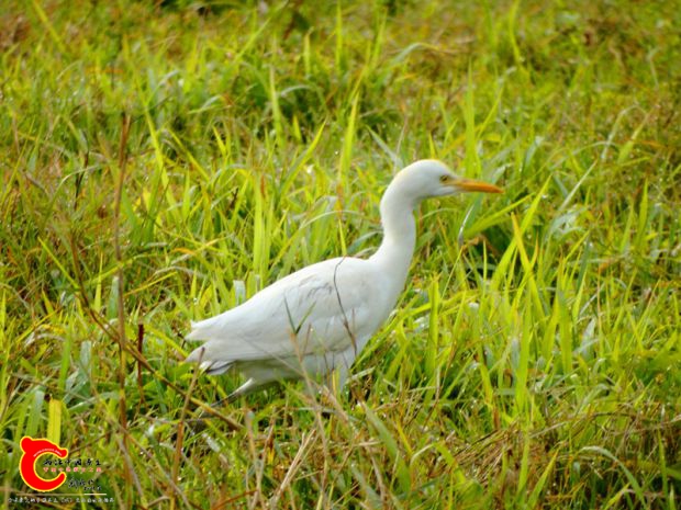 DSC00064_副本.jpg