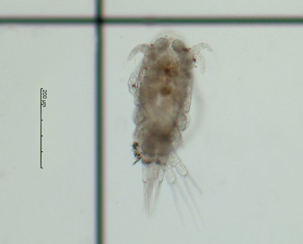 毛饰拟剑水蚤20.jpg