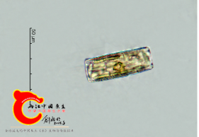 纤细等片藻Diatomatenue.png