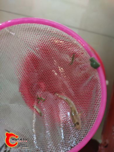 子陵