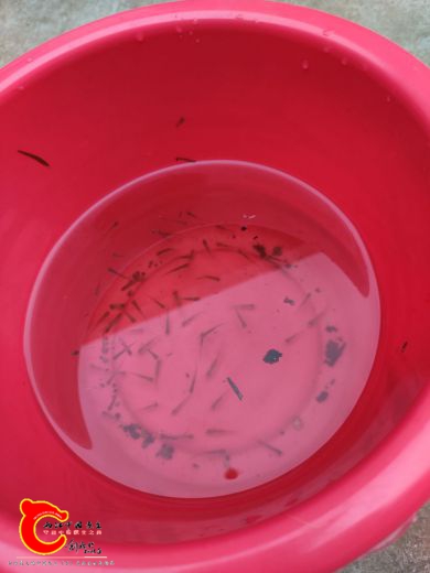 一群小麦穗