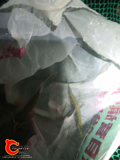 鱵鱼