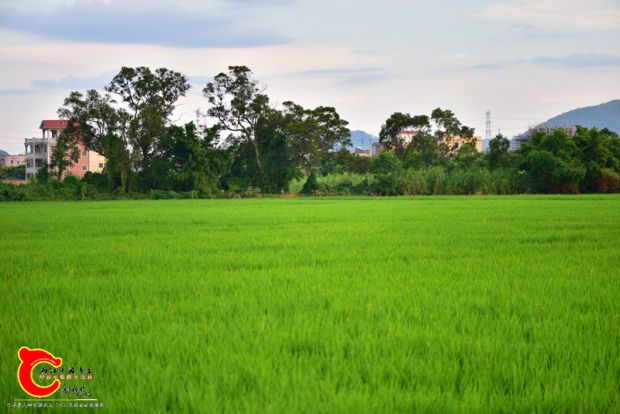 DSC_0522.JPG