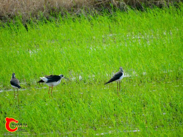 DSC00010_副本.jpg