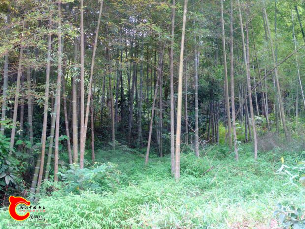 DSC00051_副本.jpg