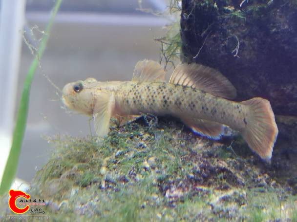 231332sp55vdt6wdbw6vjp.jpg
