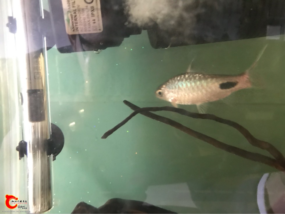 150048ikatjrtodjnnatid.jpg