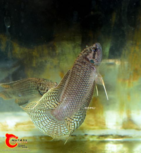 DSC_3515_副本_副本_副本_副本_副本_副本_副本.jpg