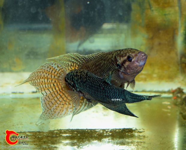 DSC_3601_副本_副本_副本_副本.jpg