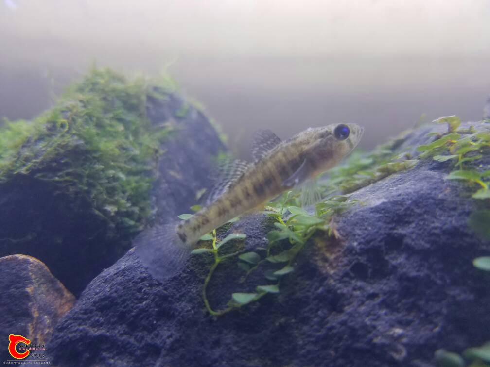 202950g5s53f16lhl416gf.jpg