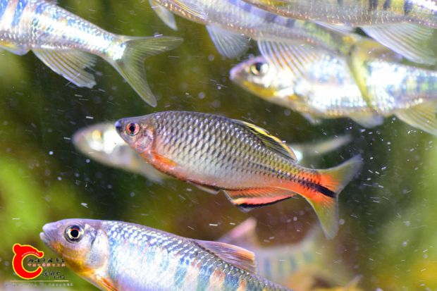 DSC_0755.JPG