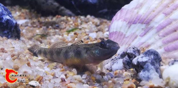 子陵虾虎