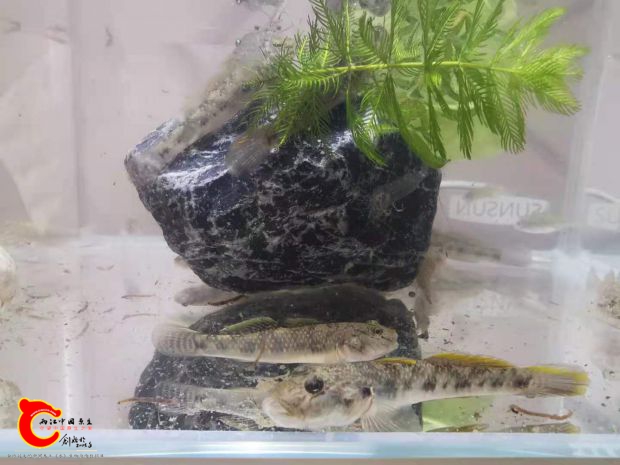 是什么？