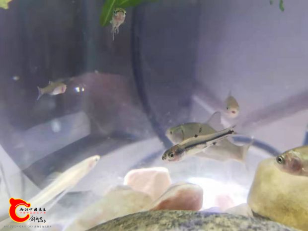 鲤科？1.jpg