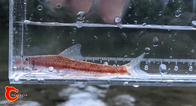 124924hye55xolyol1b01x.jpg