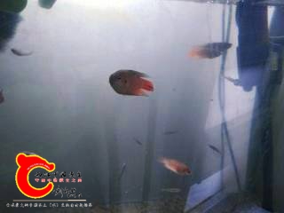 213234rzcr0ck330qc22ju.jpg