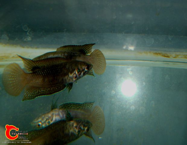 DSCI6274.JPG